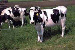 Live Dairy Cows and Friesian Holstein Cow For Sale