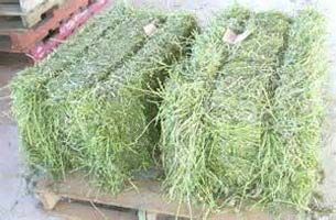 Lucerne Hay
