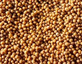 mustard seed