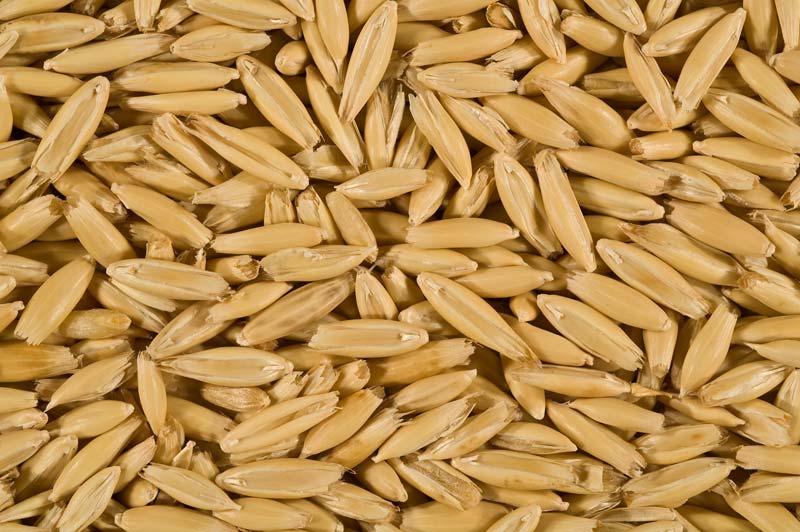 Organic Oat Grain/ Oat seeds by Pavati Trading, Organic Oat Grain from