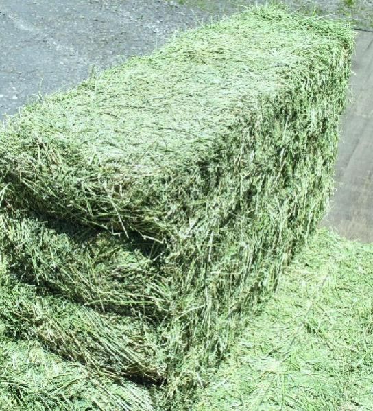 Premium Alfalfa Hay Bales Bales Alfalfa Alfafa Hay Bales / Grade A