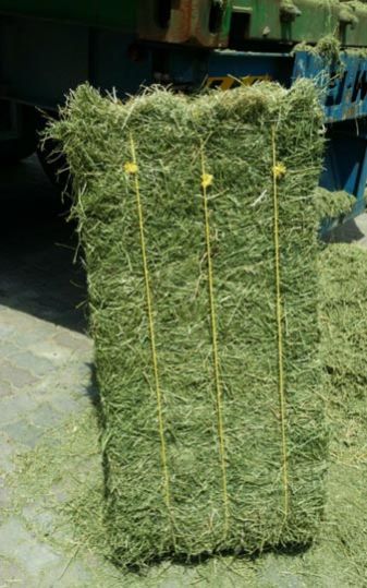Premium Lucerne Hay In Compact Bales. High Energy & Protein Content