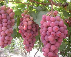 Red Globe Grapes by Pavati Trading, Red Globe Grapes from Western Cape ...