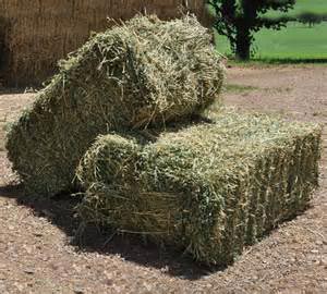 Buy RICH A GRADE ALFALFA HAY AND HAY CUBES FROM SOUTH AFRICA from ...