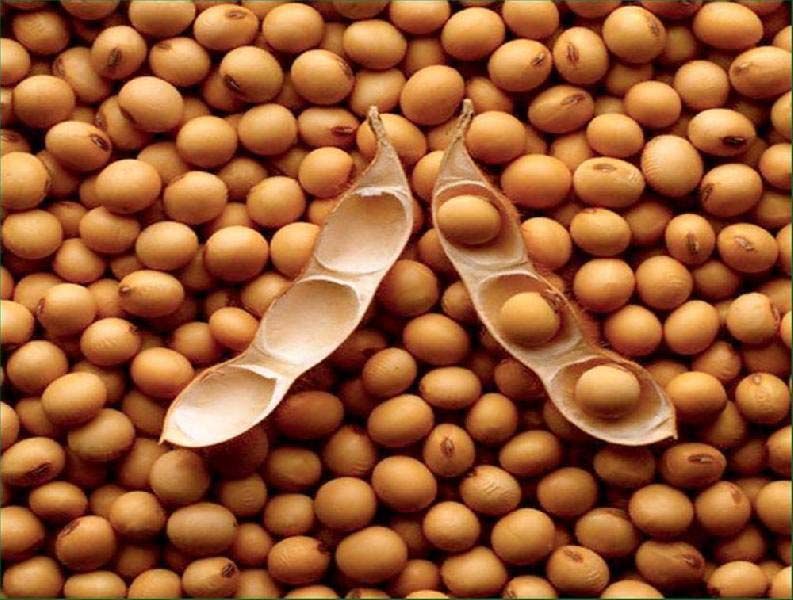 Soya Beans For Sales