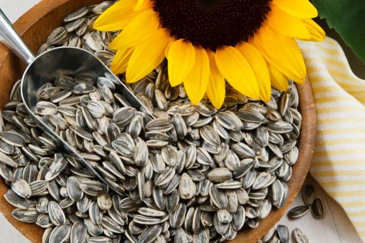 Sunflower Seed Kernels 363, 5009, 909