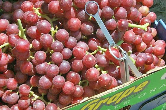 Sweet Red Globe Grapes