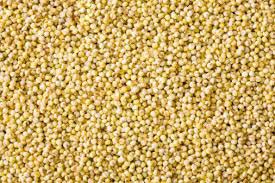 Common GMO Yellow Millet Seeds, for Cattle Feed, Cooking, Packaging Type : Gunny Bag, Jute, Plastic Bag