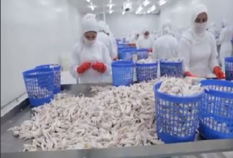 10% Discount - Frozen Chicken Feet