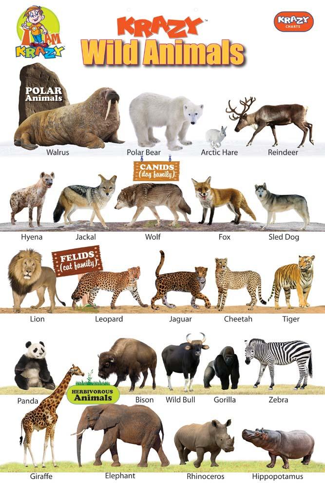 Krazy Wild Animals Chart Manufacturer & Manufacturer from, India | ID