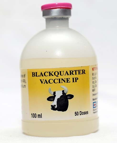 Вакцина 100. Haemorrhagic septicaemia Black Quarter vaccine Raksha-h.s. + b.q..