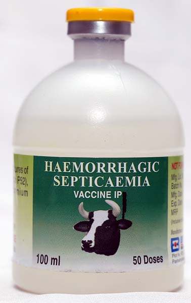 Hemorrhagic Septicemia Vaccine