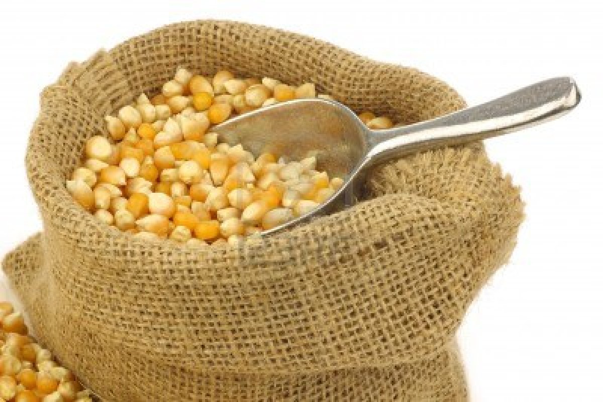 Organic Yellow Corn Buy Organic Yellow Corn for best price at USD 200 /