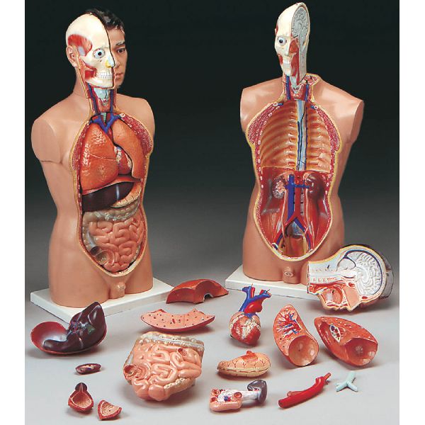 Anatomy models