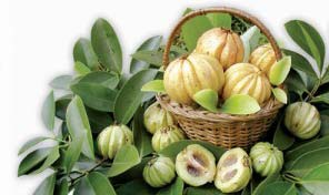 Garcinia Cambogia  Extract