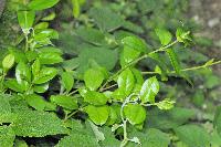 gymnema sylvestre leaves