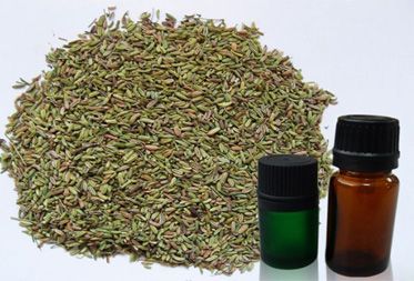 Fennel Oil