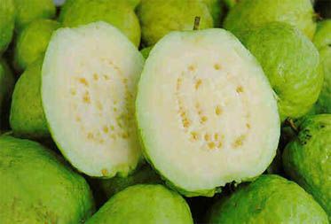 Guava, Color : Yellow
