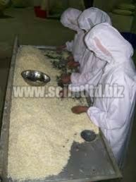 Dehydrated Garlic, Dehydrated Garlic Flakes