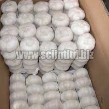 Fresh White Garlic,  Peeld Garlic, Frozen Garlic, Pure Fresh Garlic