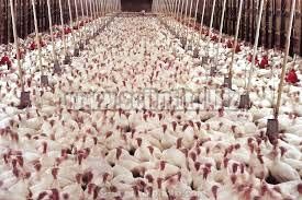 Whole Frozen Chicken