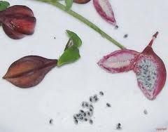 Passiflora Actinea  Seeds