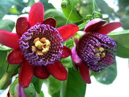 Passiflora Involucrata  Seeds