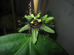 Passiflora Xiikzodz  Seeds