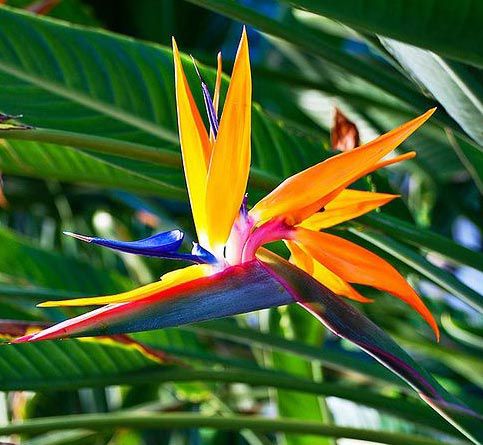 Bird Of Paradise Flower