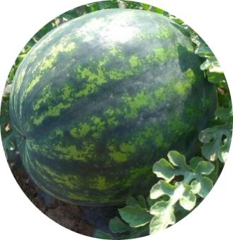 watermelon