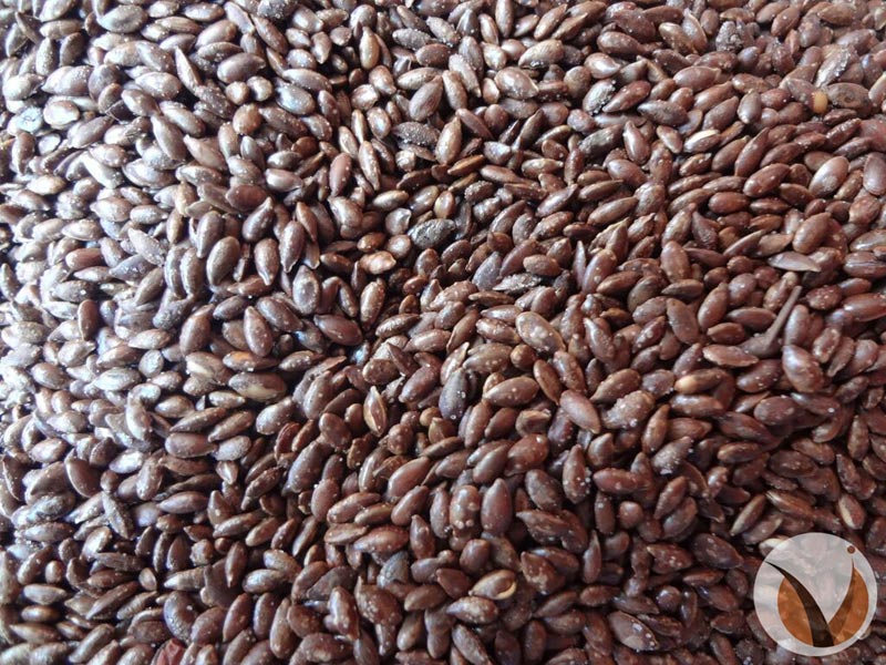 Organic & Roasted Flax Seeds (linseed)