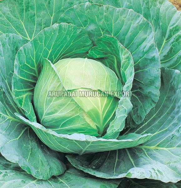 Fresh Cabbage