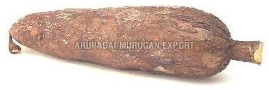 Fresh Cassava Root