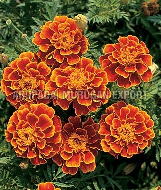 Fresh Marigold Flowers