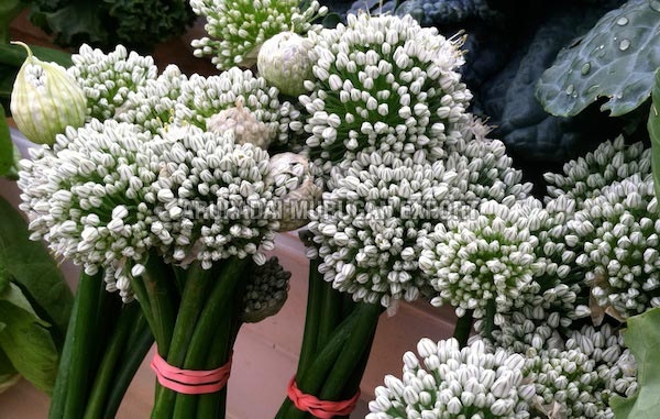 Onion Blossoms