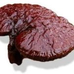Ganoderma Extract