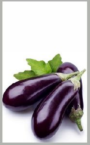 brinjal