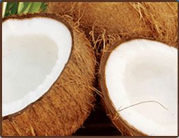 coconut