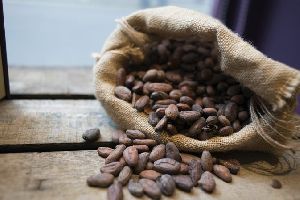 Theobroma Cacao