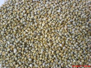 green millet