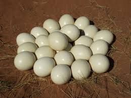 Fertile Ostrich Eggs