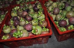Fresh Mangosteen, Packaging Type : Cartons, Form : Fruit for Food