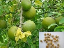 Bael fruits tree seed