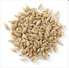 hydroponic barley seeds