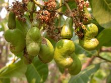 Kaju Fruits Tree seeds