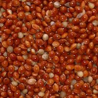 Raw Red Millet Seed