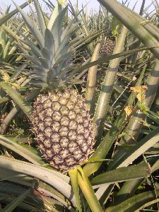 Fresh Pineapple