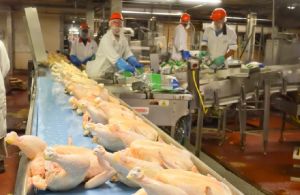 Brazilian Frozen Chicken Grillers, Brand Name : COOPAVEL / SADIA