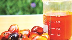 crude palm oil, Purity : 100%