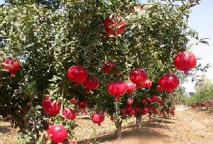 Fresh Pomegranates